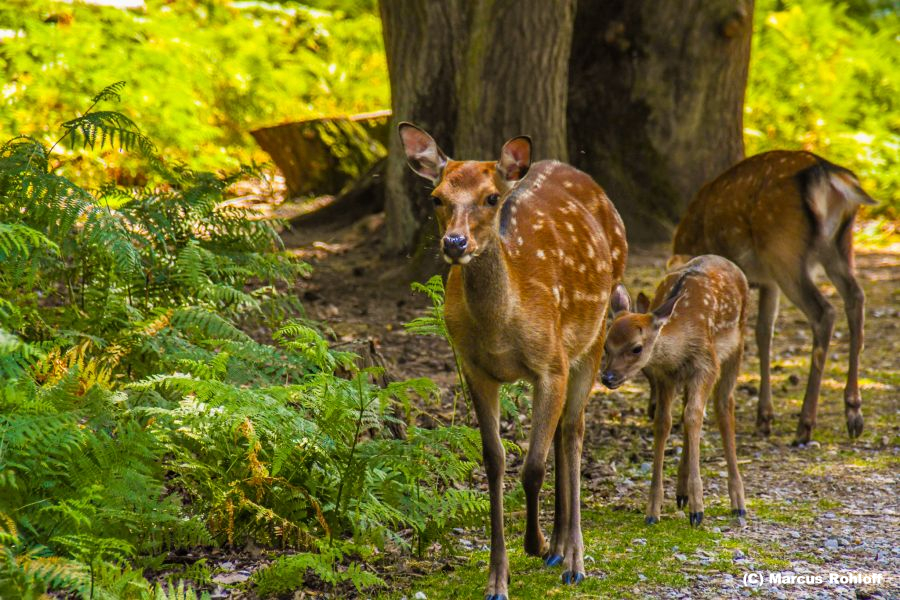 Natur hautnah erleben im Hochwildpark Kommern