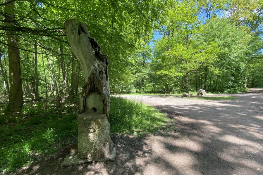 Rundwanderung zum Kamelleboom in Swisttal